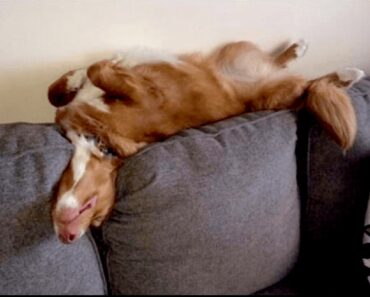 20 Hilarious Pics Of Dogs Who Managed To Fall Asleep In Funny Awkward Positions