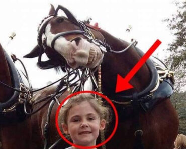 The father takes a picture of his daughter next to a horse. On closer inspection, he cannot believe what he sees